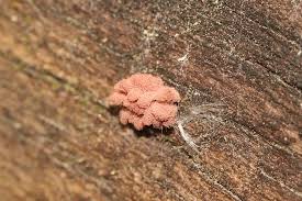 Attēlu rezultāti vaicājumam “Arcyria incarnata macro”