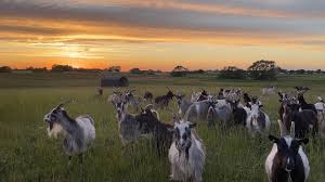 Attēlu rezultāti vaicājumam “Capra”