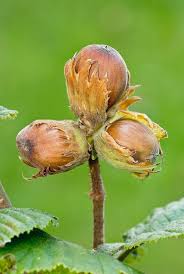 Attēlu rezultāti vaicājumam “Corylus avellana bud”
