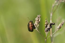 Attēlu rezultāti vaicājumam “Lochmaea caprea”