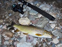 Image result for Salmo zrmanjaensis