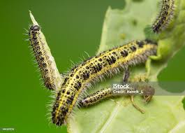 Attēlu rezultāti vaicājumam “Pieris brassicae larva”