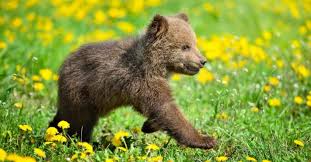 Image result for brown bear