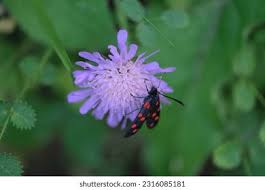 Attēlu rezultāti vaicājumam “Zygaena lonicerae”