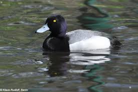 Image result for Aythya marila