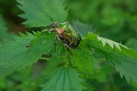 Attēlu rezultāti vaicājumam “Cetonia aurata imago”