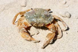 Image result for Carcinus maenas