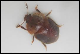 Attēlu rezultāti vaicājumam “Cychramus variegatus”