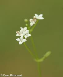 Attēlu rezultāti vaicājumam “Galium palustre fruit”