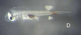 Image result for Epinephelus andersoni