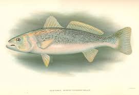 Image result for Cynoscion regalis