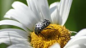 Attēlu rezultāti vaicājumam “Oxythyrea funesta imago”