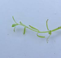 Attēlu rezultāti vaicājumam “Callitriche verna leaf”