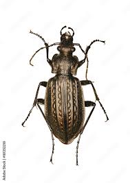 Attēlu rezultāti vaicājumam “Carabus granulatus”