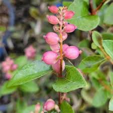 Attēlu rezultāti vaicājumam “Symphoricarpos x chenaultii”