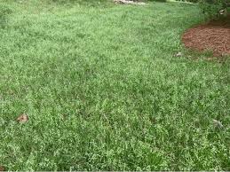 Attēlu rezultāti vaicājumam “Poa annua”