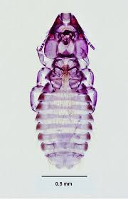 Attēlu rezultāti vaicājumam “Phthiraptera”