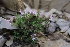 Attēlu rezultāti vaicājumam “Thymus vulgaris”