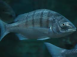 Image result for Lithognathus lithognathus