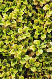 Attēlu rezultāti vaicājumam “Thymus pulegioides leaf”