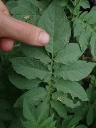 Attēlu rezultāti vaicājumam “Solanum tuberosum leaf”
