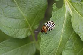 Attēlu rezultāti vaicājumam “Leptinotarsa decemlineata”