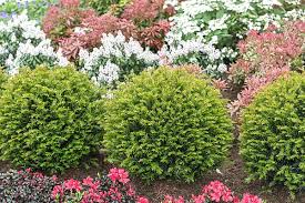 Attēlu rezultāti vaicājumam “Taxus baccata male flower”