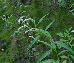 Attēlu rezultāti vaicājumam “Persicaria lapathifolia leaf”