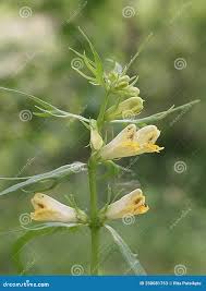 Attēlu rezultāti vaicājumam “Melampyrum pratense”