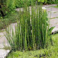 Attēlu rezultāti vaicājumam “Equisetum”