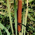 Attēlu rezultāti vaicājumam “Typha latifolia fruit”
