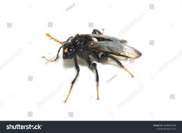 Attēlu rezultāti vaicājumam “Cimbex femoratus imago”