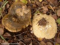 Attēlu rezultāti vaicājumam “Lactarius necator”