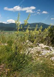 Attēlu rezultāti vaicājumam “Silene otites fruit”