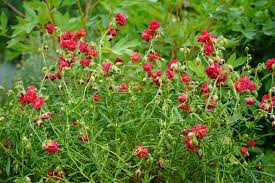Attēlu rezultāti vaicājumam “Helianthemum x hybridum flower”