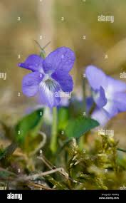 Attēlu rezultāti vaicājumam “Viola rupestris flower”