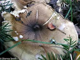 Attēlu rezultāti vaicājumam “Tricholoma sp.”