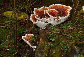 Attēlu rezultāti vaicājumam “Heterobasidion annosum”