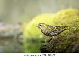 Attēlu rezultāti vaicājumam “Carduelis spinus female”