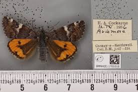 Attēlu rezultāti vaicājumam “Archiearis parthenias”