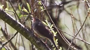 Image result for Locustella fluviatilis