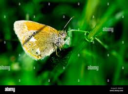 Attēlu rezultāti vaicājumam “Coenonympha hero”