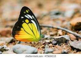 Attēlu rezultāti vaicājumam “Pieridae”