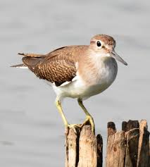 Attēlu rezultāti vaicājumam “Actitis hypoleucos”