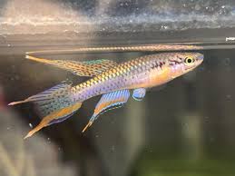 Image result for Aphyosemion