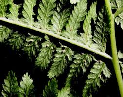 Attēlu rezultāti vaicājumam “Athyrium filix-femina”