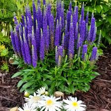 Attēlu rezultāti vaicājumam “Veronica longifolia bud”
