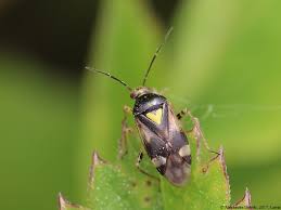 Attēlu rezultāti vaicājumam “Orthops basalis”