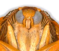 Attēlu rezultāti vaicājumam “Watsonalla binaria”