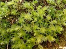 Attēlu rezultāti vaicājumam “Mnium hornum”